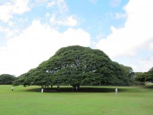 hawai gyarari-  (35)