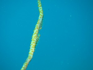 IMG_3421
