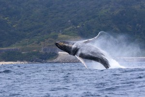 kujira20173gatu (1)