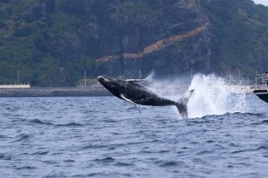 kujira20173gatu (2)