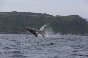 kujira20173gatu (28)