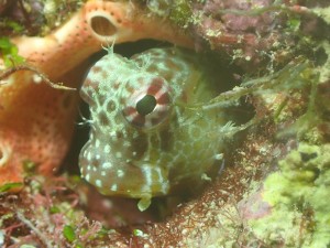 一期生沖縄本島 (42)