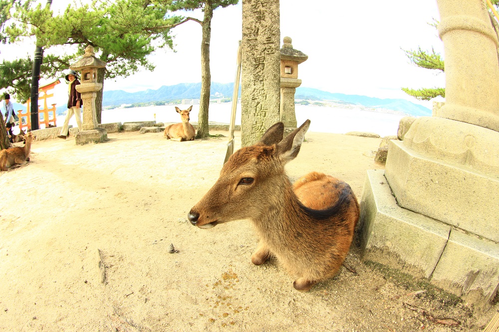 夏休み広島編 (11)