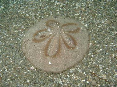 もっちの勝手に海博士 タコノマクラ編 名古屋のダイビングスクール潜水屋ti Da ティーダ