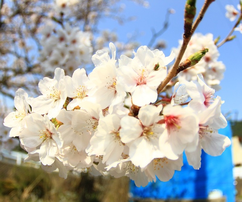 sakura