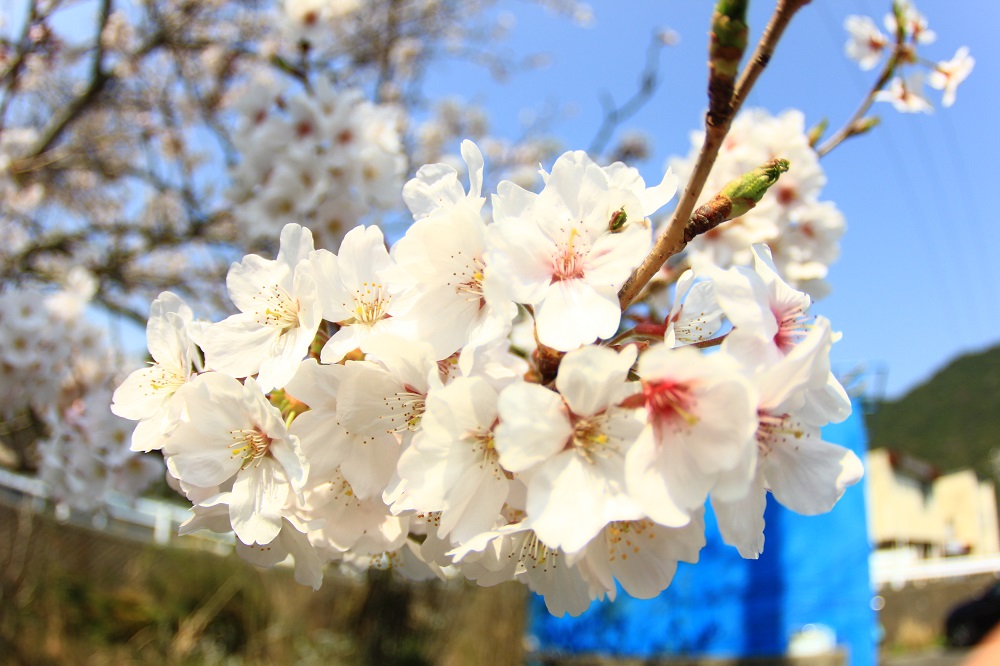 sakura