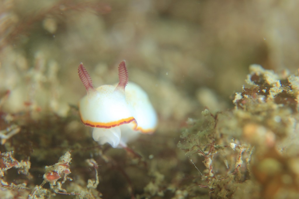 休みの方座浦2