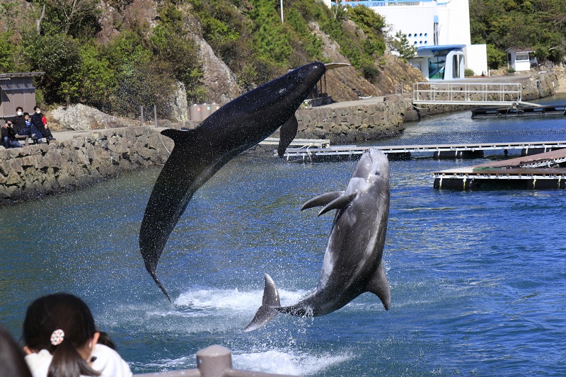 どるぞっかん (3)