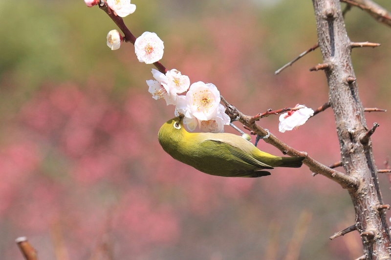 umejiro (4)