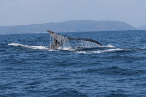 sikkinnkujira (30)