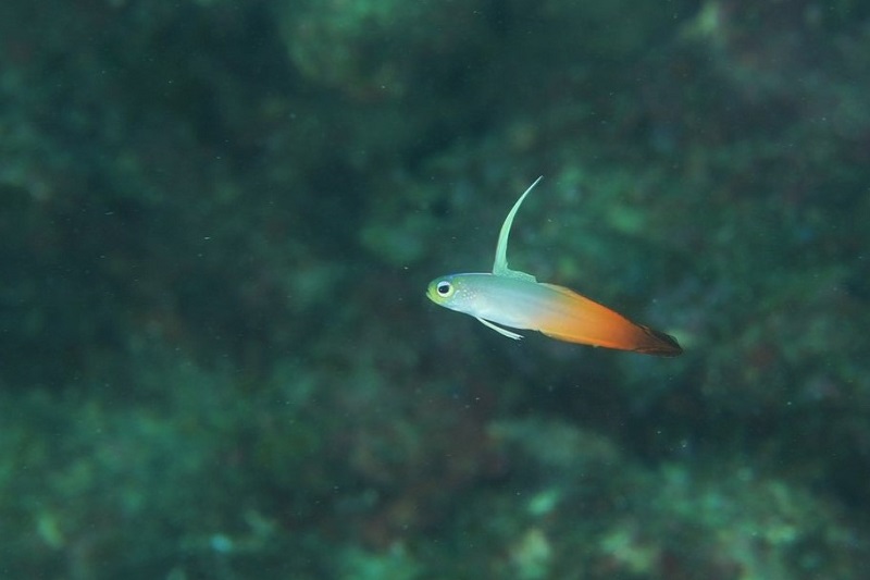 sawakintyaku (5)