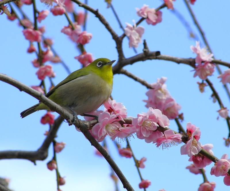 うめじろ～ (1)