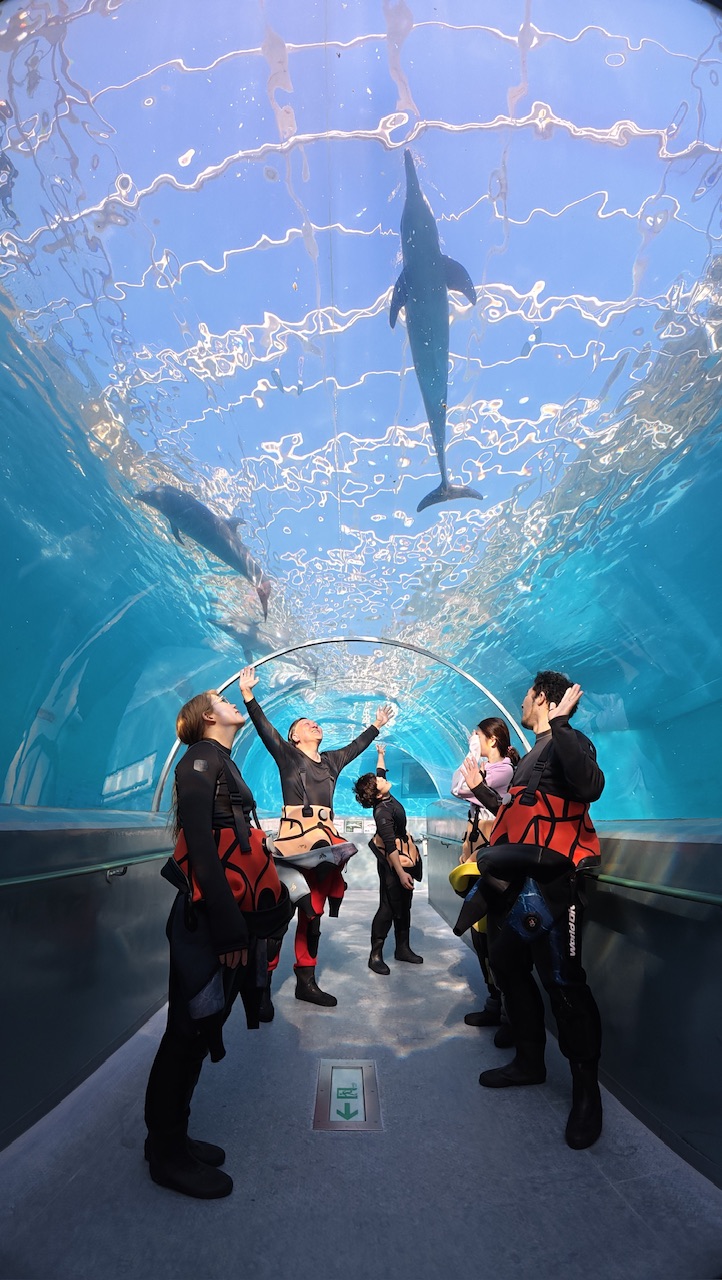 水族館でイルカさんと泳げるなんて | 名古屋でダイビング！潜水屋Ti-Da